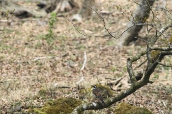 Dusky Thrush 富士山麓 Tue, 4/16/2024