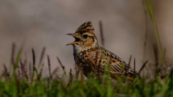 Eurasian Skylark 草津市 Sat, 5/4/2024