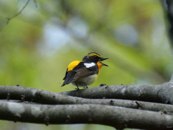 Narcissus Flycatcher 秩父 Thu, 4/25/2024