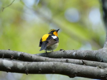 Narcissus Flycatcher 秩父 Thu, 4/25/2024