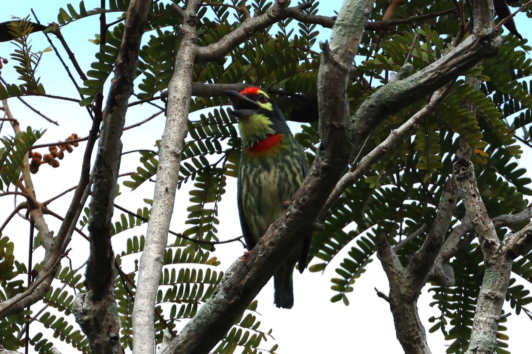 Photo of Coppersmith Barbet at Saigon Zoo and Botanical Gardens by ぼぼぼ