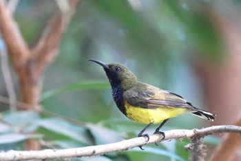 キバラタイヨウチョウ サイゴン動植物園 2024年4月18日(木)