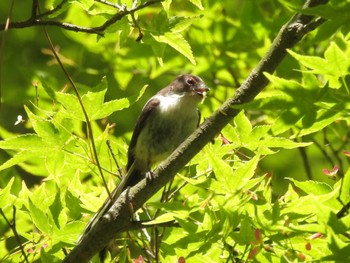 Long-tailed Tit Kyoto Gyoen Sat, 5/4/2024