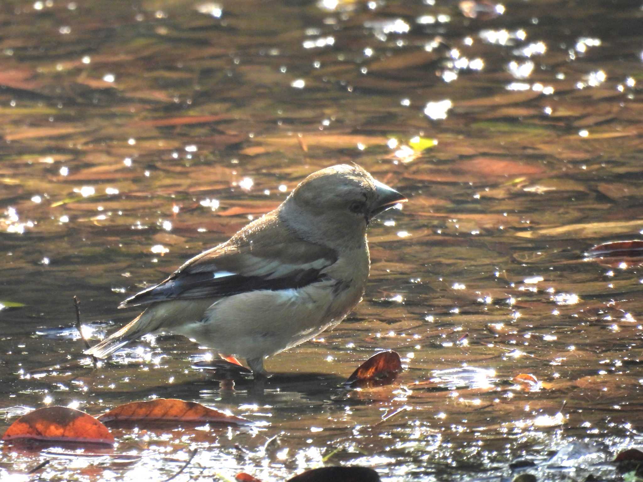 Hawfinch