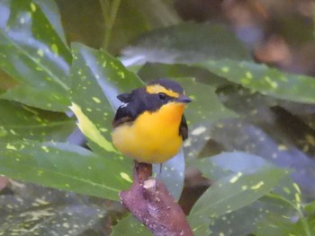 2024年5月4日(土) 京都御苑の野鳥観察記録