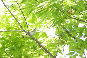 Eastern Crowned Warbler Osaka castle park Sat, 5/4/2024