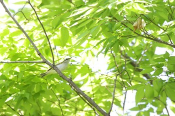 Eastern Crowned Warbler Osaka castle park Sat, 5/4/2024