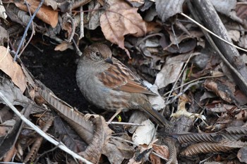 Japanese Accentor 日向林道 神奈川県伊勢原市 Sat, 3/9/2024