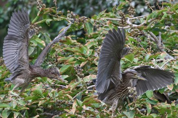 Black-crowned Night Heron Saigon Zoo and Botanical Gardens Thu, 4/18/2024