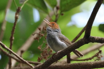 Ashy Tailorbird Saigon Zoo and Botanical Gardens Thu, 4/18/2024