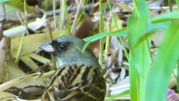 Sat, 5/4/2024 Birding report at 大和民俗公園