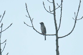 Chinese Grosbeak 不晚酒店(天府国際機場店) Fri, 4/19/2024