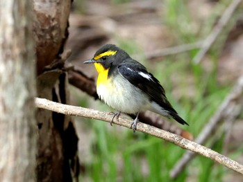 Narcissus Flycatcher Nishioka Park Wed, 5/1/2024