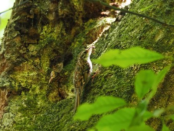 Eurasian Treecreeper 春日山原始林 Sat, 5/4/2024