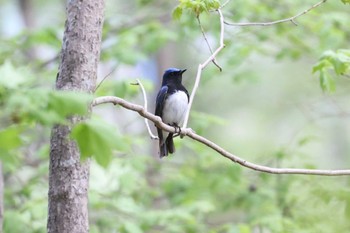 Blue-and-white Flycatcher Miharashi Park(Hakodate) Fri, 5/3/2024