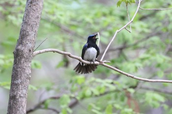 Blue-and-white Flycatcher Miharashi Park(Hakodate) Fri, 5/3/2024