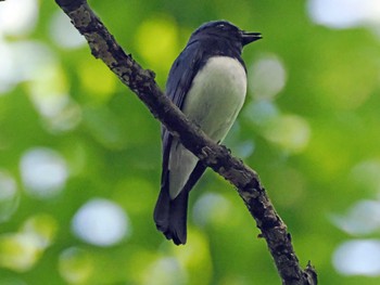 Blue-and-white Flycatcher 太白山自然観察の森 Sat, 5/4/2024