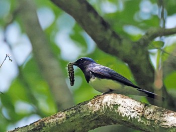 Blue-and-white Flycatcher 太白山自然観察の森 Sat, 5/4/2024