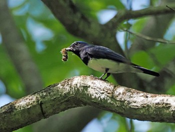 Blue-and-white Flycatcher 太白山自然観察の森 Sat, 5/4/2024