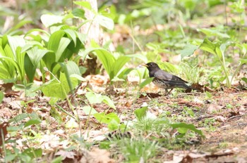 クロツグミ 北海道 函館市 見晴公園 2024年5月4日(土)