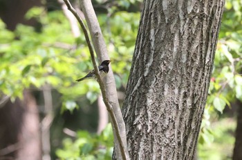 クロツグミ 北海道 函館市 見晴公園 2024年5月4日(土)