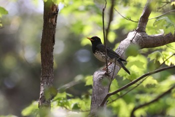 クロツグミ 北海道 函館市 見晴公園 2024年5月4日(土)