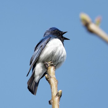 Blue-and-white Flycatcher Nishioka Park Sat, 5/4/2024