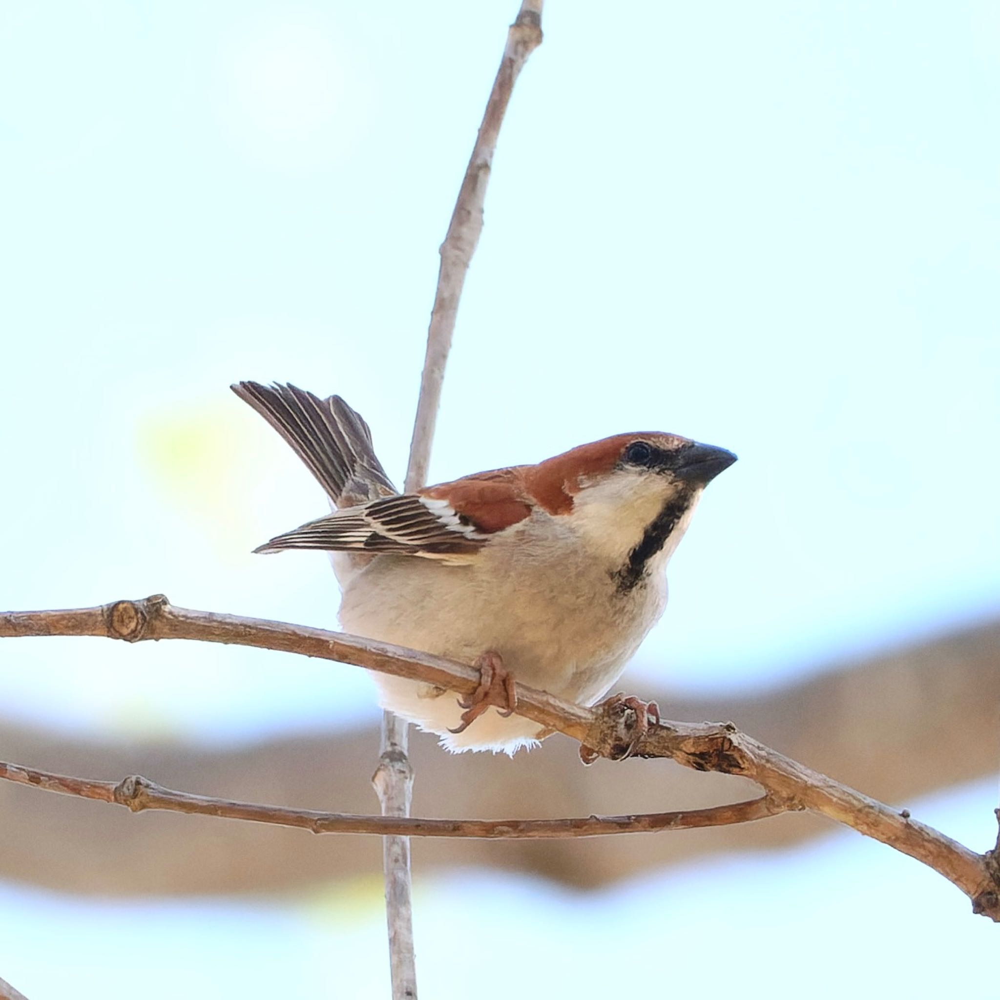 Photo of Russet Sparrow at Nishioka Park by haha.9535