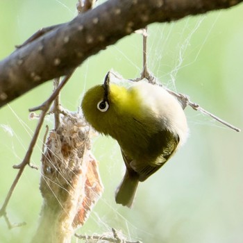 Warbling White-eye Nishioka Park Sat, 5/4/2024