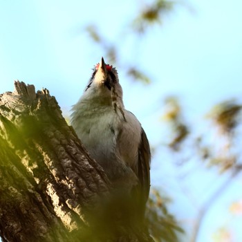 Grey-headed Woodpecker Nishioka Park Sat, 5/4/2024