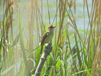 Oriental Reed Warbler Yatsu-higata Fri, 5/3/2024