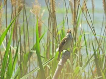 Oriental Reed Warbler Yatsu-higata Fri, 5/3/2024