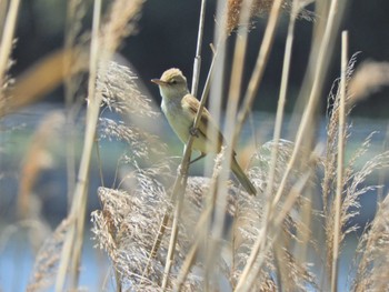 Oriental Reed Warbler Yatsu-higata Fri, 5/3/2024