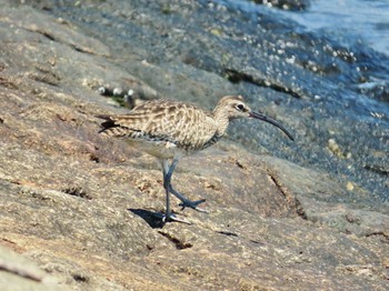 Eurasian Whimbrel 加古川河口 Fri, 5/3/2024