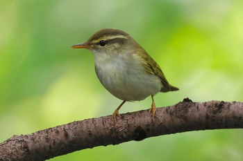 Eastern Crowned Warbler 権現山(弘法山公園) Thu, 5/2/2024