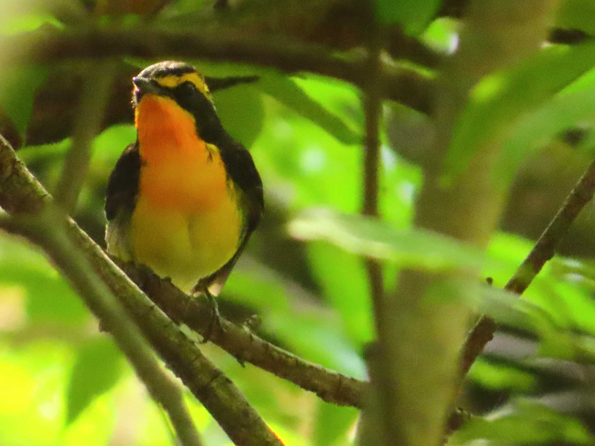 Narcissus Flycatcher