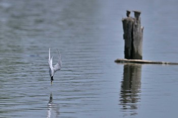 コアジサシ 伊佐沼 2024年5月4日(土)