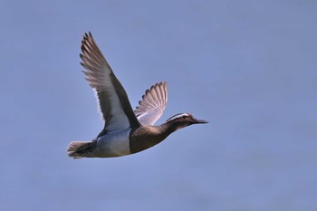 Garganey Isanuma Sat, 5/4/2024