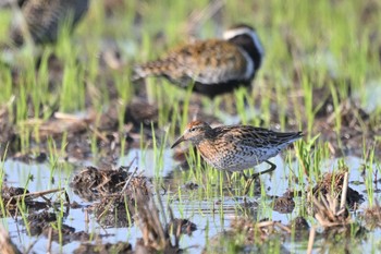 Sharp-tailed Sandpiper 大久保農耕地 Sat, 5/4/2024