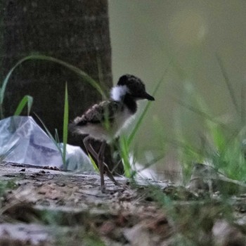 Sat, 5/4/2024 Birding report at Phutthamonthon