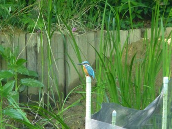 2024年5月4日(土) じゅん菜池緑地(蓴菜池緑地)の野鳥観察記録