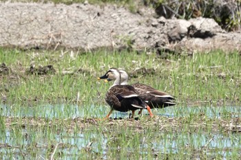 カルガモ 近所の田んぼ 2024年5月3日(金)