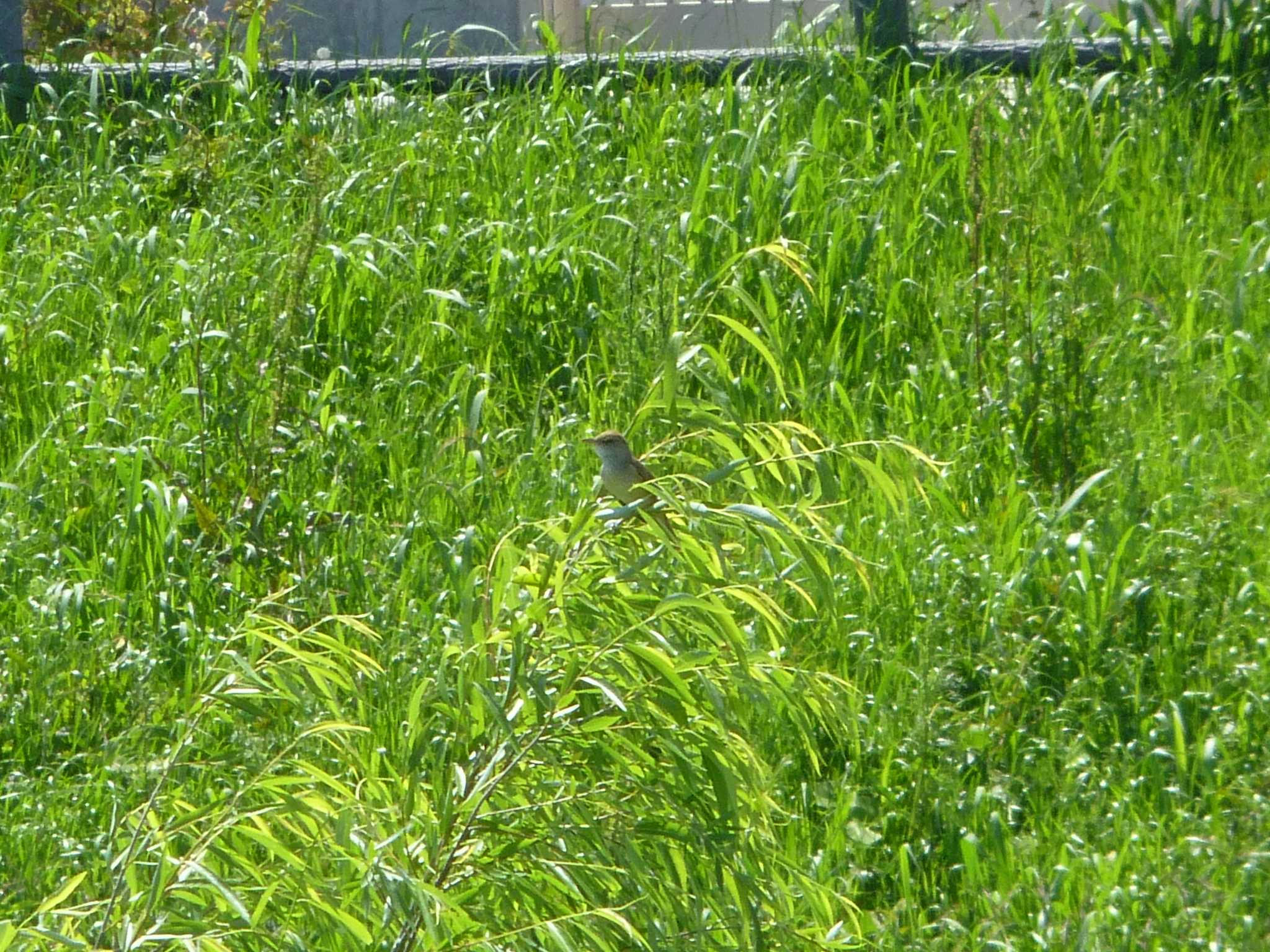 Oriental Reed Warbler
