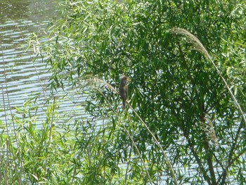 2024年5月4日(土) 美南中央公園の野鳥観察記録