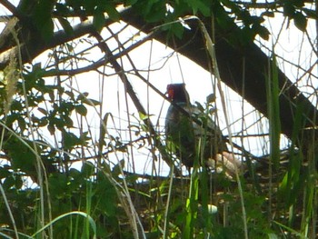 Green Pheasant 美南中央公園 Sat, 5/4/2024