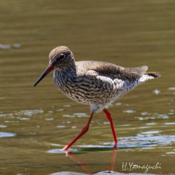 2024年5月4日(土) 葛西臨海公園の野鳥観察記録