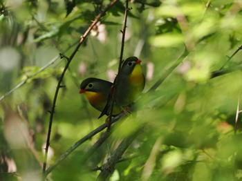 Red-billed Leiothrix 丸火自然公園 Sat, 5/4/2024