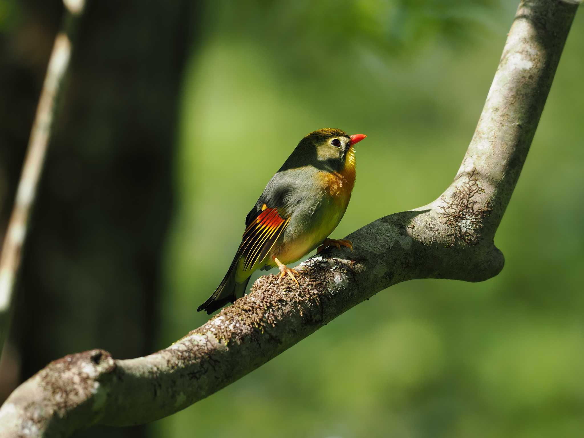 Photo of Red-billed Leiothrix at 丸火自然公園 by 石雅