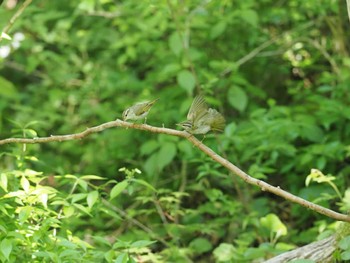 Eastern Crowned Warbler 丸火自然公園 Sat, 5/4/2024