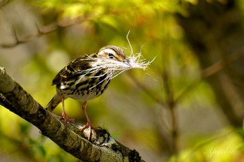 Olive-backed Pipit 西臼塚 Sat, 5/4/2024